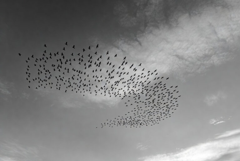 captation des mouvements de la nature.